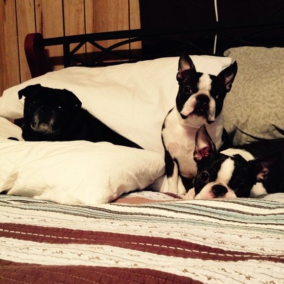 Pet friendly and smoke free home - Picture 2 of 3